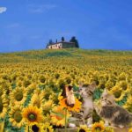 向日葵🌻「憧れ」「あなただけを見つめる」